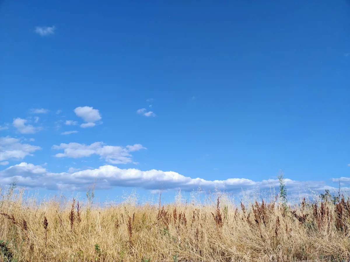 create customized posts to gain organic audience 