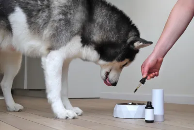 shoot product photos with pets models